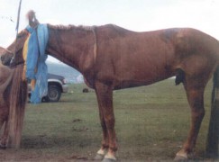 Нэг азарганы дөрвөн үеийн төлөөр бахдтай наадсан ховорхон амжилтын эзэн Дорнойн Сундуй