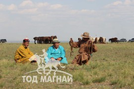 “Гурвантэс” сумын уугуул, сумын Алдарт уяач Н.Мэндбаяр:”Олон жил уягдсан тэмээ өөрийгөө сойгоод байдаг”