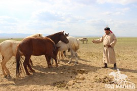 Аймгийн Алдарт уяач Х.Мөнхбат:Аймгийн наадмын цээжний арван адууг бараг л хэлчихдэг