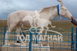 Сүхбаатар аймгийн Асгат сумын төвд орших Мах Буриадын улаан азарганы хөшөө