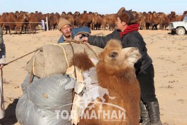 Хил дамнан цуурайтсан хоёр түмэн тэмээний баяраас...