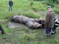 Намагт шигдсэн морийг аврагчид гаргажээ