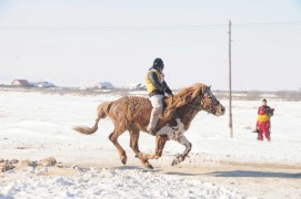 Түрүү Сэлэнгэ аймгийн Хушаат сумын уугуул Ариунболдын хонгор азарга