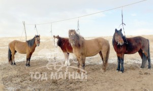 Уяач: Сүхбаатар аймгийн Мөнххаан сумын САУяач Ш.Гансүх: Улсын наадмын дэвжээ хатуу юм билээ