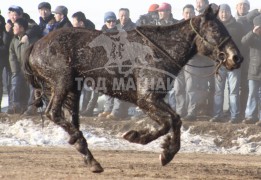 “Дүнжингаравын хурд-2013” хаврын бүсийн уралдаанд түрүүлж айрагдсан хурдан соёолонгууд