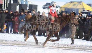 есөд хурдалсан аймгийн Алдарт уяач Ч.Ган-Очирын хүрэн