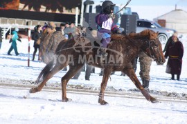 25-т хурдалсан аймгийн Алдарт уяач Баярцогтын хүрэн 