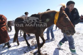 айргийн дөрөвт хурдалсан аймгийн Алдарт уяач О. Тагарваагийн Далай зээрд