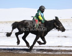 Эрдэнэтийн бүсэд түрүүлж, айрагдсан хурдан азарганууд