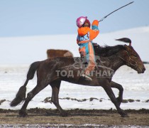 Эрдэнэтийн бүсэд түрүүлж, айрагдсан хурдан азарганууд