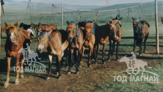 МУ-ын Алдарт уяач Г.Намсрайдорж: Хээр азарганы маань төл бүсийн наадмын түрүүг авчирсан