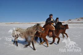 МУ-ын Алдарт уяач Г.Намсрайдорж: Хээр азарганы маань төл бүсийн наадмын түрүүг авчирсан