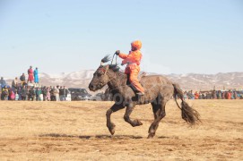 Өвөрхангайн баруун бүсийн наадамд түрүүлж, айрагдсан хурдан хүлгүүд