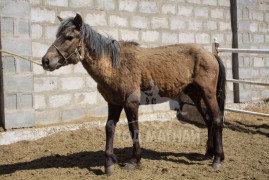 4. Улаан шарга соёолон