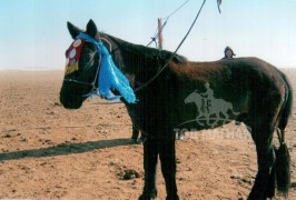 Аймгийн Алдарт уяач Д.Түдэв: Морь уяад дөчөөд жилийн дараа цолтой уяач боллоо