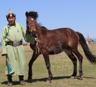 Аймгийн Алдарт уяач Д.Баяраа: Сумандаа гурван жил дараалан даага түрүүлгэж байсан “дааган” Дугаржав бол миний аав байгаа юм