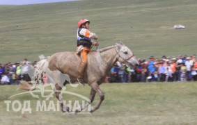 МУ-ын Алдарт уяач Н.Хүрлээгийн Яруу саарал барианд орж буй нь 