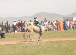 Хан Хэнтий аймгийн 90 жилийн ойн баяр наадмын их насны морьдын фото