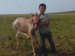 Аймгийн Алдарт уяач Д.Бор-Ухнай: Хээр азарганы минь төлүүд гурван удаагийн их тахилгад түрүүлж, айрагдсан