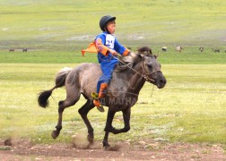 2.Орхон сумын аймгийн Алдарт уяач Б.Батсайханы Салхин саарал