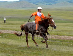 3.Булган сумын харьяат А.Хосбаярын хүрэн халзан