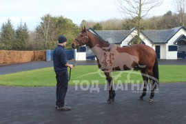 Дэлхийн морин спортын өнгийг тодорхойлогч-Күүлмоор /Coolmore stud/