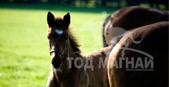 Дэлхийн морин спортын өнгийг тодорхойлогч-Күүлмоор /Coolmore stud/