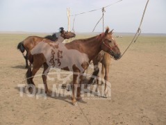 Аймгийн Алдарт уяач Ж.Бат-Эрдэнэ: Сүхбаатар адууны шилмэл сүргийг бий болгохоор зорьж байна