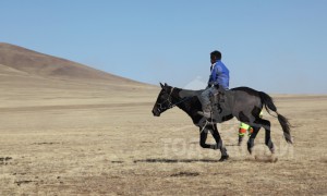 Аймгийн Алдарт уяач Д.Баянбатын сартай зээрд