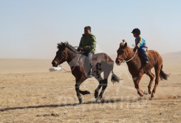 Аймгийн Алдарт уяач Д.Баянбатын сартай зээрд