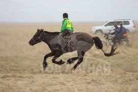 С.Ганхуягийн бор түрүүлж, Т.Галбадрахын ногоон айрагдлаа