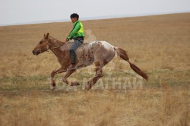 Манлайн хүү одтой наадав