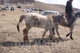 Гачууртын уяачдын холбоо таван нас хүрлээ