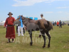 МУ-ын Алдарт уяач Туваанжавын Гантөмөрийн хүрэн буурал