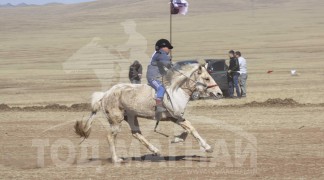 Айргийн тавт хурдалсан Сандагдоржийн шарга шүдлэн