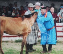 Уяачийнхаа хувьд наадмаа отголж зодог тайлан хүүдээ хусуураа хүлээлгэн өгч буй нь