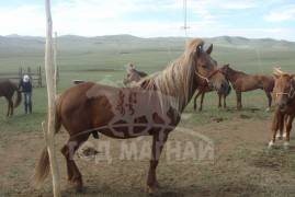 ОРОСООГИЙН МЭНДБАЯР: БУЛГАН НУТГААС МИНЬ ТҮМЭНД ЦУУТАЙ АЖНАЙ ОЛОН ТӨРӨӨСЭЙ ХЭМЭЭН ЗАЛБИРЧ СУУНА