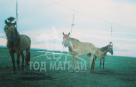 Сумын наадамд 2 айрагдсан хээр морь