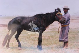 Аймгийн Алдарт уяач Я.Жамбалжамц: Уяж байгаа мориныхоо хөлийг хамгаалах нь хамгийн чухал