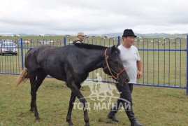 Аймгийн Алдарт уяач Ж.Мөнхсүрэн: Төрийн наадмаас үнэндээ сүрдэж байсан