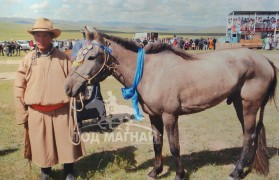 Аймгийн Алдарт уяач Г.Одсүрэн: Адуугаа чанаржуулах ажлыг нэлээд эртнээс эхлүүлсэн