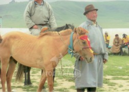 Улсын Сайн малчин, аймгийн Алдарт уяач Б.Равжир: Тавганд нь цус буучихаад сайн давхиж чадахгүй байгаа морины найман бөндгөрийг хатгахад ахиад хурдалдаг