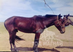 Сумын Алдарт уяач Ж.Самбуу: Дааганы ханш өсөөгүй байхад би сая төгрөгөөр авч байлаа