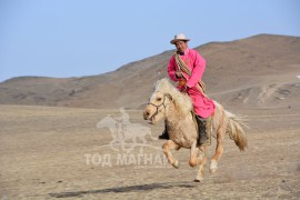 Сумын Алдарт уяач Ж.Самбуу: Дааганы ханш өсөөгүй байхад би сая төгрөгөөр авч байлаа