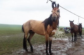 Аймгийн Алдарт уяач Г.Ариунболд: Адуун сүргийн манлай хурдан азаргануудаа төрийн зарлигт наадмуудад түрүүлгэж, айрагдуулан одтой сайхан наадлаа