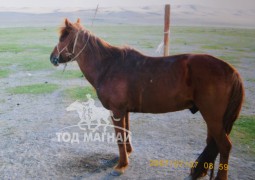 Зээрд азарга аймгийн хаврын уралдаанд нэг айрагдаж, суманд нэг түрүү, гурван айраг хүртсэн