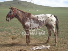 МУ-ЫН АЛДАРТ УЯАЧ И.ЗОЛБОО: МОНГОЛ ХҮН ХҮҮ ТӨРӨХӨД БАЯРЛАДАГ ШИГЭЭ ЭР УНАГА ТӨРӨХӨД БЭЛГЭШЭЭДЭГ САЙХАН АРД ТҮМЭН