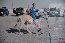 Нэг түрүүлж, хоёр аман хүзүүдэж, гурав айрагдсан Цоглог саарал шүдлэн