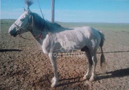 СУМЫН АЛДАРТ УЯАЧ С.ТӨРСАЙХАН: СОЁОЛОНГООР АНХНЫ ТҮРҮҮГЭЭ АВААД УЯАЧ ХҮНИЙ ЖАРГАЛЫГ ИЛҮҮ МЭДЭРСЭН