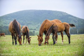 Азийн морин уралдааны холбооны XXXVII чуулган зохион байгуулагдана